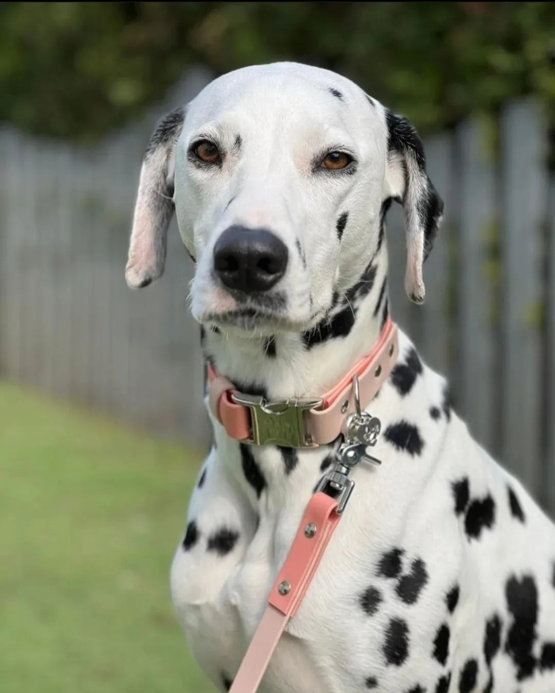 BioThane® Dog collar